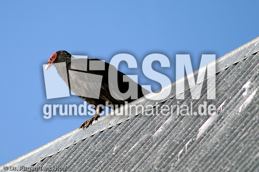 Truthahngeier (14 von 14).jpg